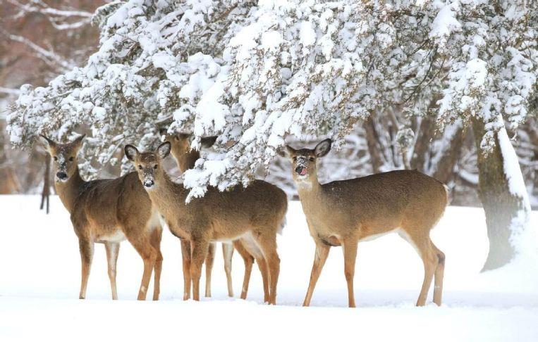 Hunter Education Class Offered in Calmar August 5 6 decorahnews com